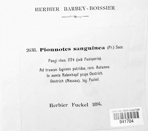 Pionnotes sanguinea image
